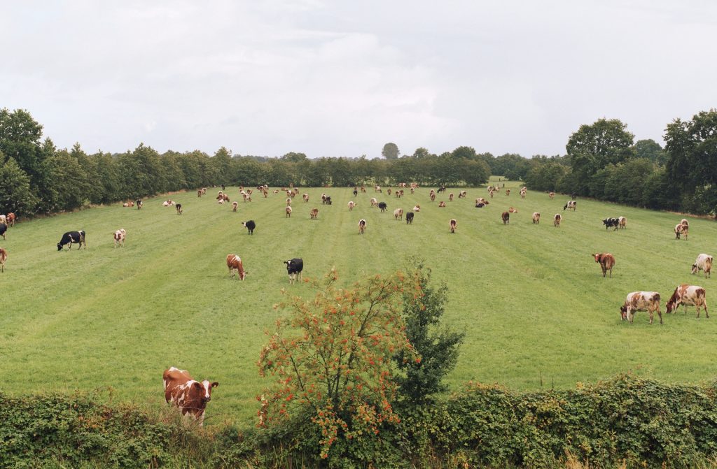 Hans van der Meer, Rottevalle, 2015