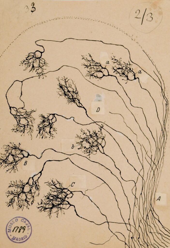 Santiago Ramón y Cajal, tekening van zenuwuiteinden, inkt en potlood op papier