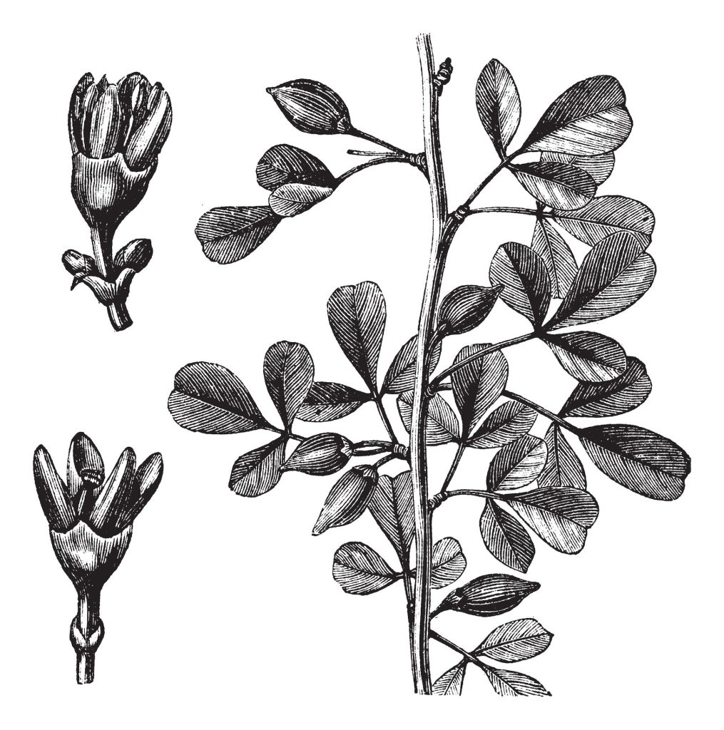Myrrh is a gum resin extracted from commiphora shrubs. The resin has a warm, spicy, sweet and slightly smoky fragrance.