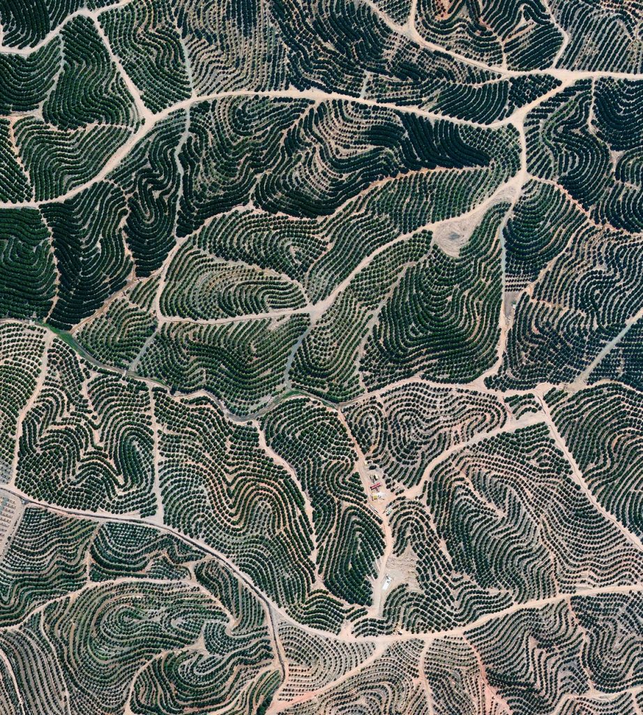 CITRUS FRUIT 37.71456°, -6.532834° Citrus trees cover the landscape near Isla Cristina in Spain. This region has the ideal climate for growing these trees: an average temperature of 18 °C and a relative humidity between 60 and 80 percent.