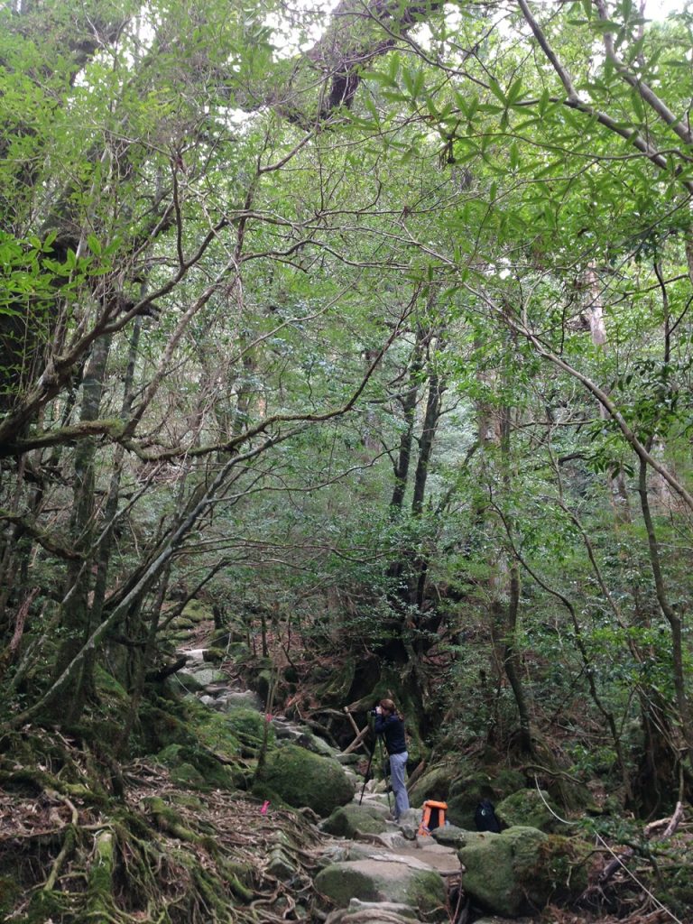 Jacqueline Hassink in Yakushima, 2013, foto: Noriko Kanda