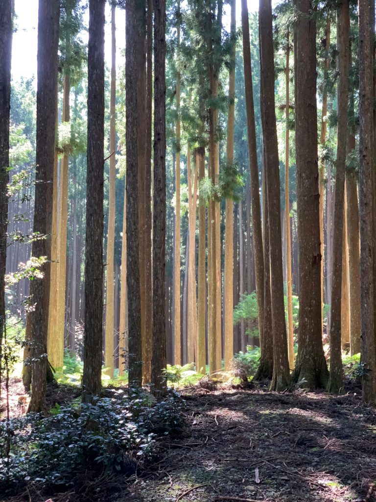 Door de zon beschenen ceders op de route van de Kumano Kodo-pelgrimage.