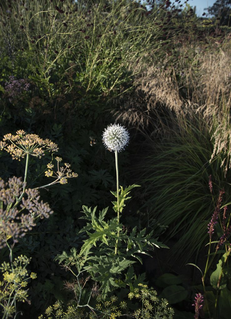 Piet Oudolf's Garden photo: Zora Ottink