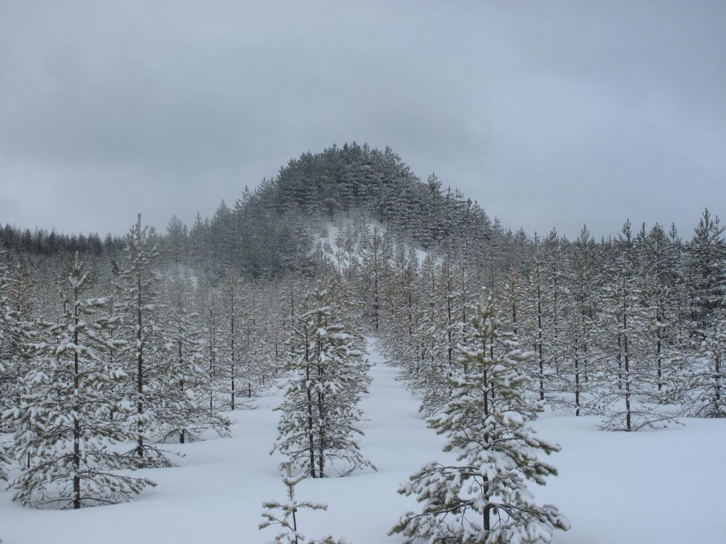 Agnes Denes, Tree Mountain-A Living Time Capsule-11,000 Trees-11,000 People, 400 Years, 1992-96, 420x270x28 m, Ylöjärvi, Finland