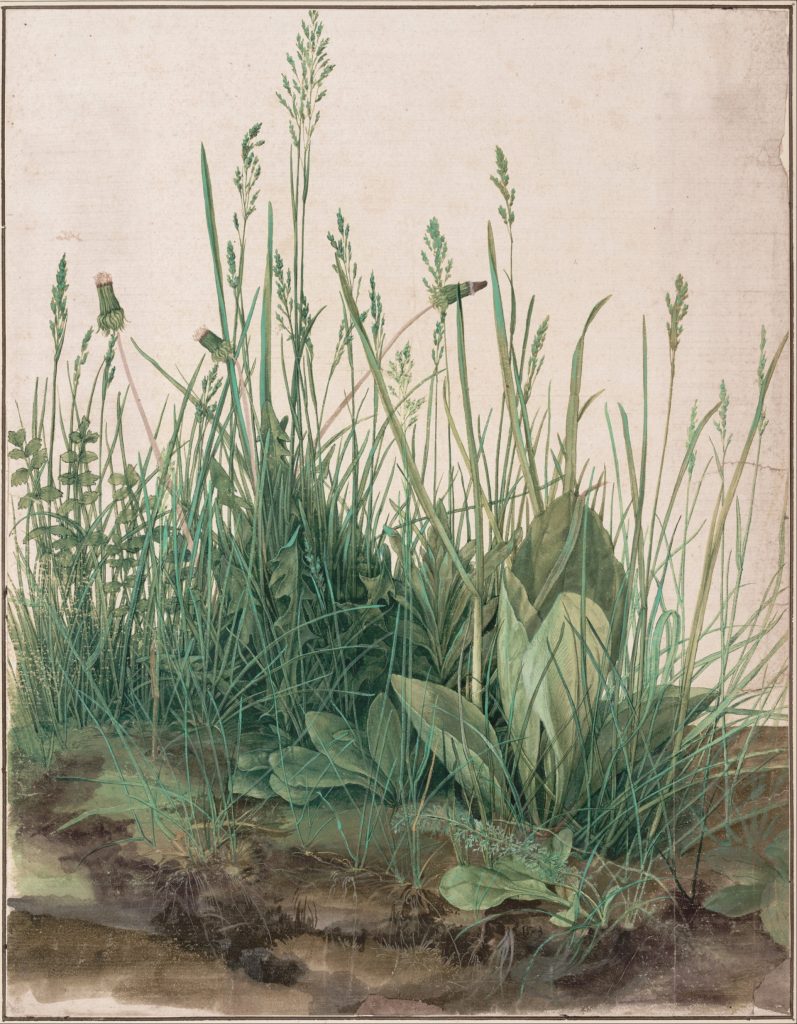 Albrecht Drurer, The Large Piece of Turf, 1503, watercolor and opaque colors, heightened with opaque white, 40.8 × 31.5 cm, Albertina Collection, Vienna