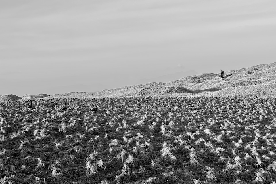 Anke Reisenkamp, Isle of Coll, March 2022
