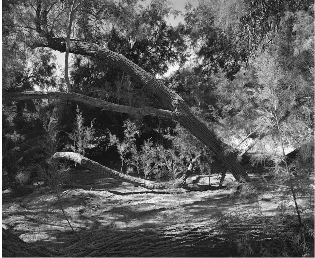 Awoiska van der Molen, #658-15 (The Prelude), 2023, zilvergelatine print