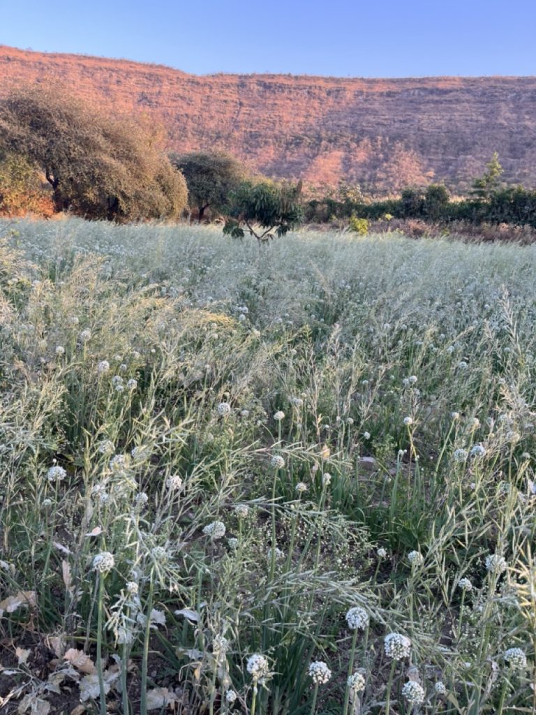 Dhyaana Farms-See-All-This-Art-Magazine