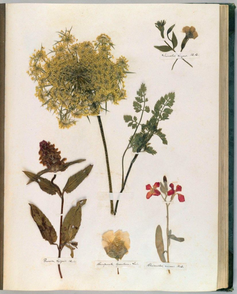 Herbarium van Emily Dickinson