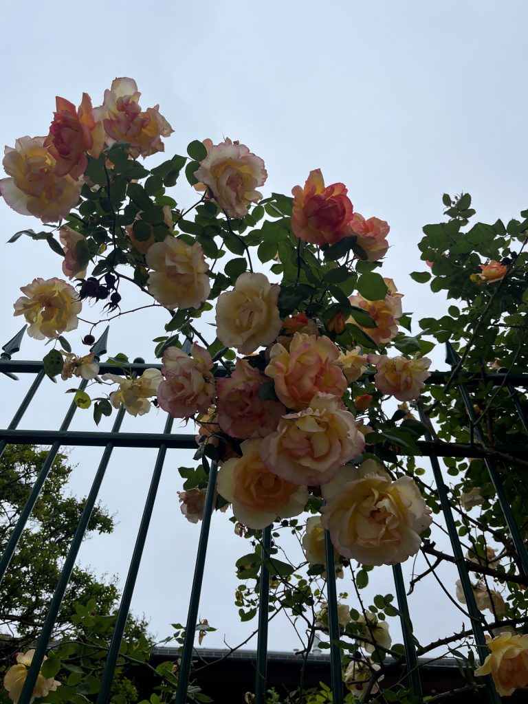 Roses-La-Rhodia-See-All-This-Art-Magazine.jpeg