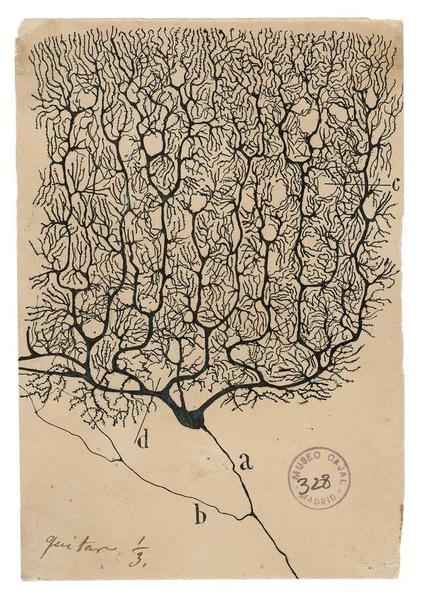 Santiago Ramón y Cajal-Purkinje neurons from the human cerebellum