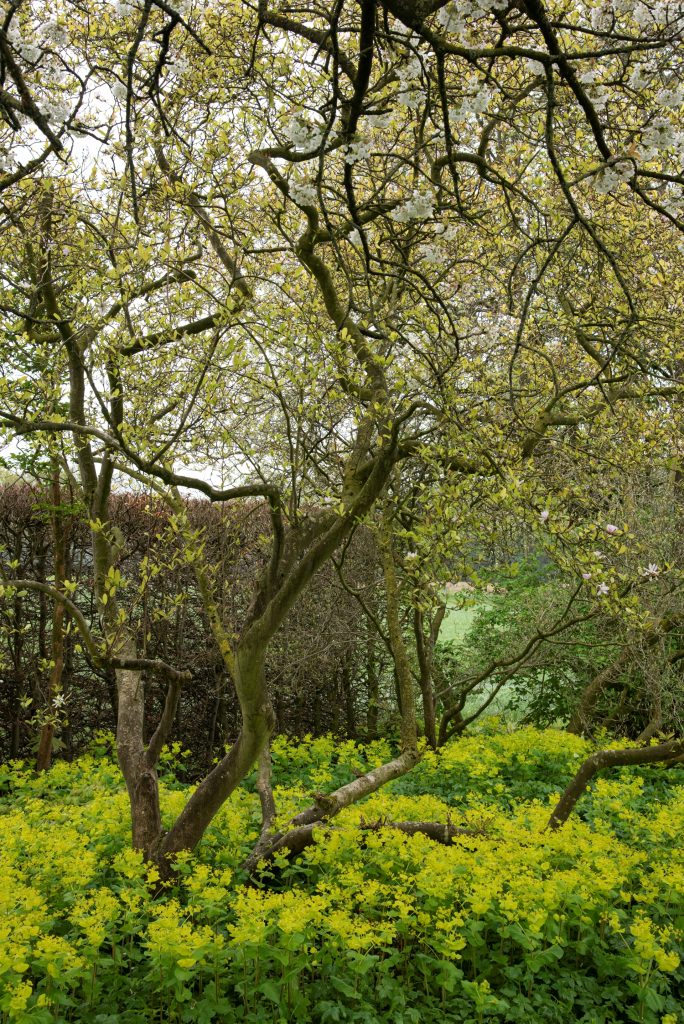 Oudolf’s private garden in Hummelo, the Netherlands, May 2023