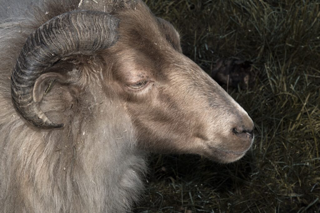 Claudy Jongstra's Drents Heideschaap | foto: Zora Ottink