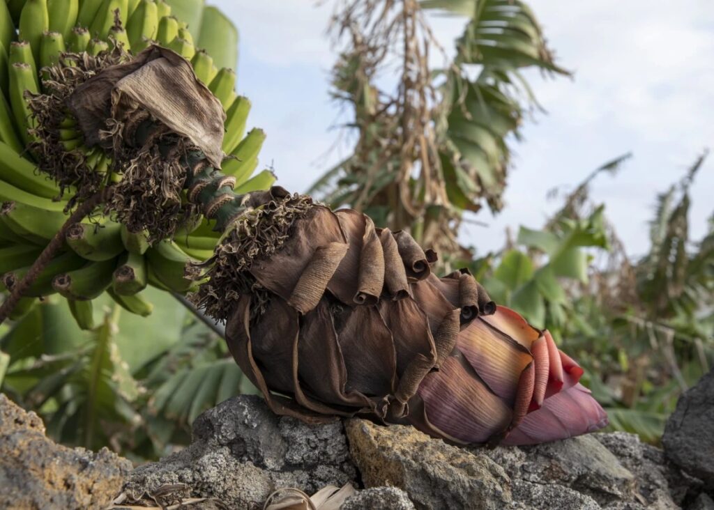 Natascha Libbert, Isla Bonita, 2022
