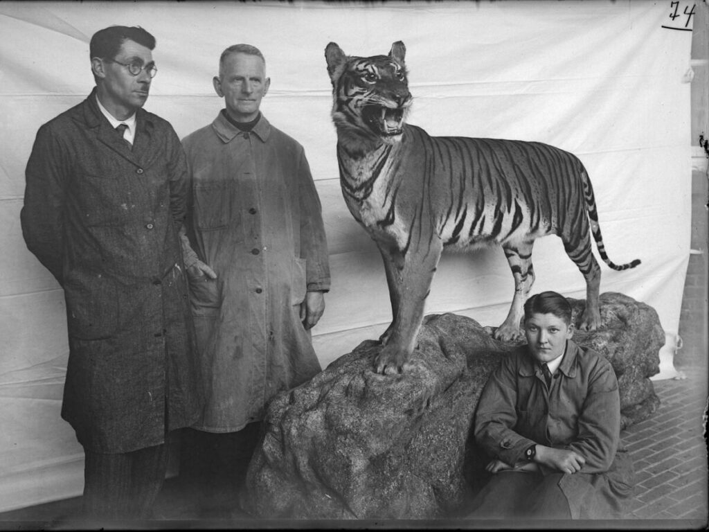 Taxidermy, © Foto: Missiemuseum