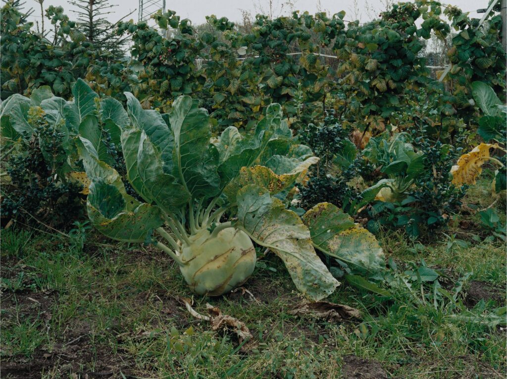 About the work Provenance https://www.sfmoma.org/artwork/2012.229/ Materials Chromogenic print Size 12 × 16 in | 30.5 × 40.6 cm Medium Photography Frame Not included Image rights © Simone Nieweg SN SN Simone Nieweg German, b. 1962 Follow Simone Nieweg photographs agricultural landscapes in rural Germany. While at first unassuming, Nieweg’s pictures of fields, country roads, gates, farm structures, and allotment gardens have a delicate, quiet beauty, stemming from an impeccable attention to composition and a palette of hazy browns and vibrant greens. A lesser known member of the Dusseldorf School, Nieweg reflects her training under Bernd and Hilla Becher in her similar, though less formally rigorous, project of documenting the structures and physical evidence of human industry. Collected by a major museum Museum of Modern Art (MoMA)|San Francisco Museum of Modern Art (SFMOMA) Selected exhibitions 2022 Galerie m Bochum at Art Düsseldorf 2022, Galerie m 2016 Simone Nieweg: Seeing the Forest for the Trees, Gallery Luisotti 1996 Simone Nieweg, Thomas Ruff, Thomas Struth, Galerie Rüdiger Schöttle SF SFM San Francisco Museum of Modern Art (SFMOMA) San Francisco Follow Simone Nieweg, Kohlrabi, Schiefbahn, 2001