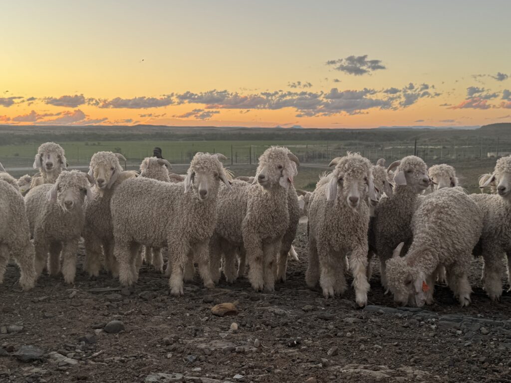 Angorageiten, de Karoo, Zuid-Afrika | foto: Anke Riesenkamp