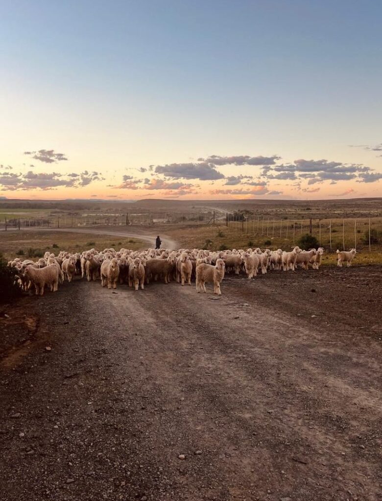 Angorageiten, de Karoo, Zuid-Afrika | foto: Gary van Wyk