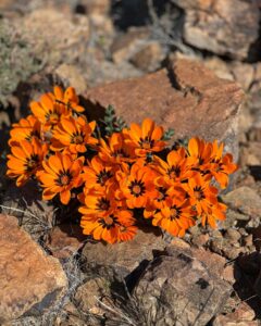 De vygie is een Karoo-succulent die, nadat de regen valt, paars en oranje bloeit | foto: Ane Strydom