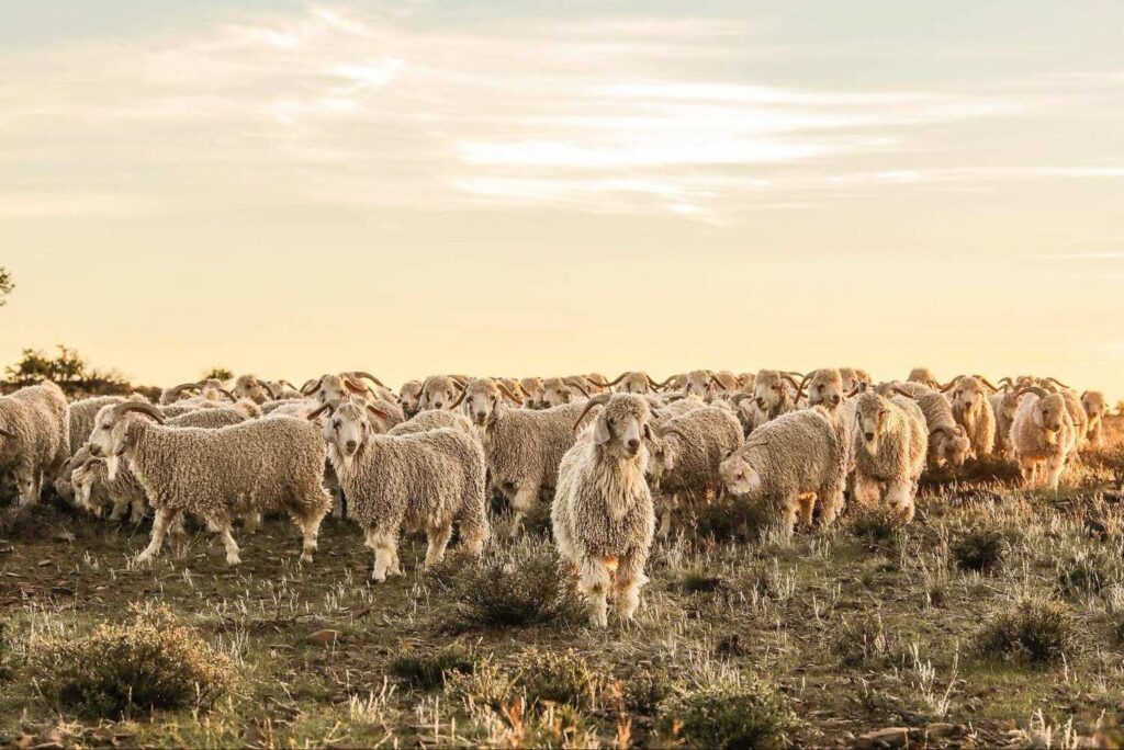 Angorageiten, de Karoo, Zuid-Afrika