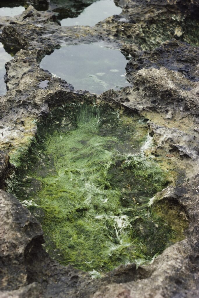 Ana Mendieta, Untitled: Silueta Series, c. 1980, colour photograph, 50.8 x 40.6 cm