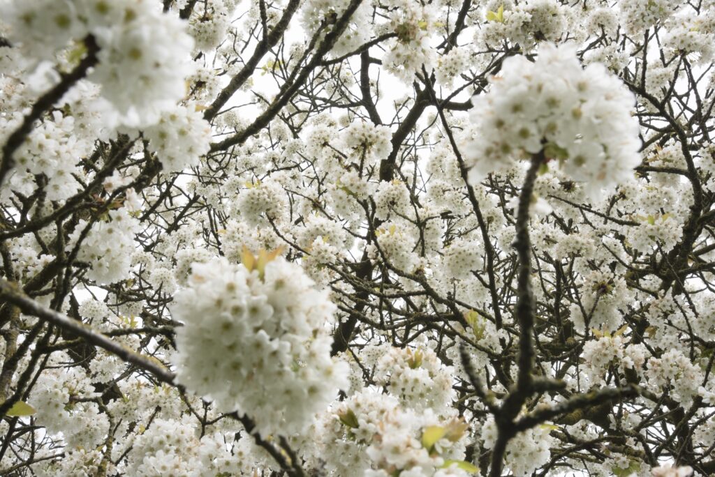 Prunus avium (wilde kers) in de tuin van Piet Oudolf | foto: Zora Ottink voor See All This