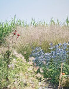Piet Oudolf garden at Noma, Copenhagen