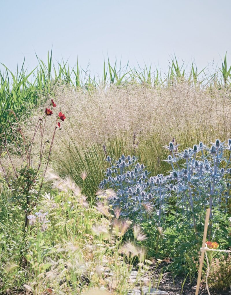 Piet Oudolf garden at Noma, Copenhagen